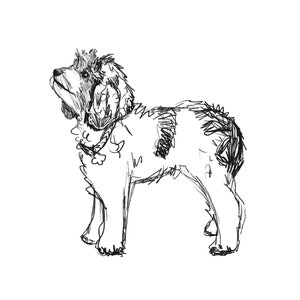 Custom Digital Pet Sketch