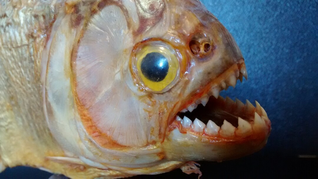ANCIEN PIRANHA NATURALISÉ Cabinet De Curiosité Taxidermie Poisson EUR 30,00 - FR
