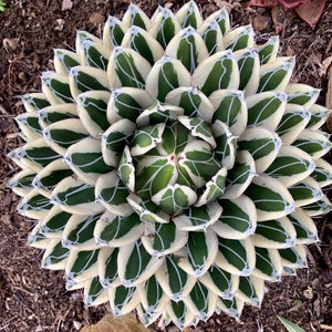 Agave  'Albomarginata' - White Rhino