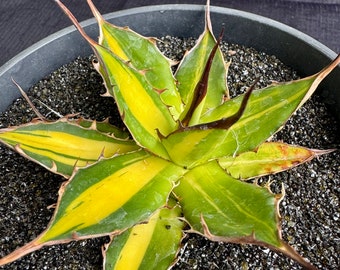 Agave horrida yellow variegated striata/MP combo Home Grown Beauty!