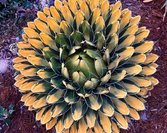 Agave 'Sun King' variegated medio picta