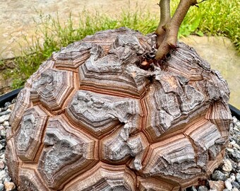 Dioscorea elephantipes SPECIMEN seed Grown Beauty! WOW HUGE