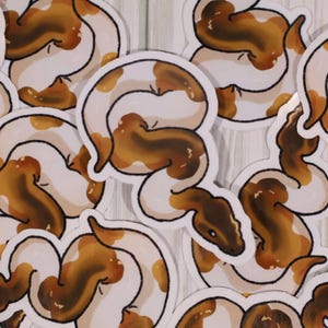 Pied Ball Python Sticker