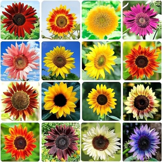 Seedeo Sonnenblume Ruby F1 Samen – Pollenfrei, Ca. 190 Cm Hoch, 20 Samen
