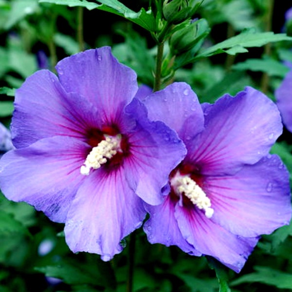 Starter 7 cuttings Madagascar Hibiscus MOSCHEUTOS Mallow Malvaceae
