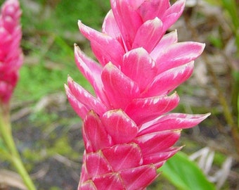Pink Princess Ginger Root Bulbs: Grow Your Garden Royalty!