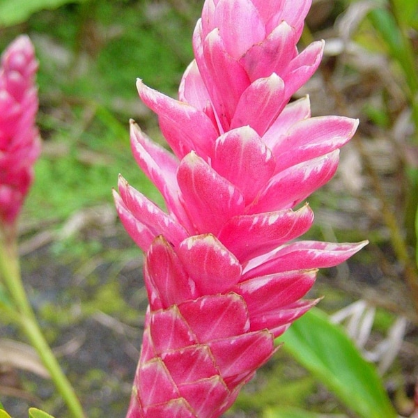 Pink Princess Ginger Root Bulbs: Grow Your Garden Royalty!