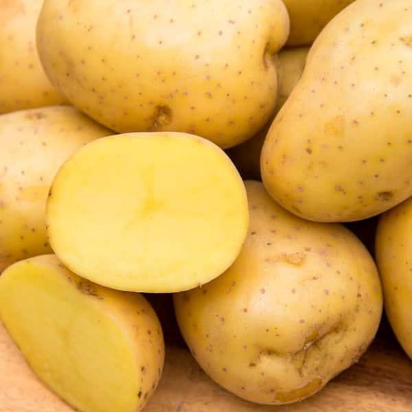 Yukon Gold Seed Potatoes: USDA Certified for Planting (1000 grams) - Premium Potato Seed for 2024