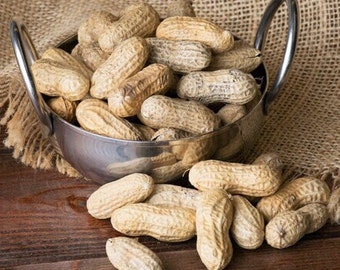 500+ SPANISH Peanut Seeds for Planting, 500+ seeds High rate Successful Germination