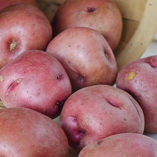Premium Red Pontiac Potato Seeds - Variable Quantity for Vibrant Home Gardening