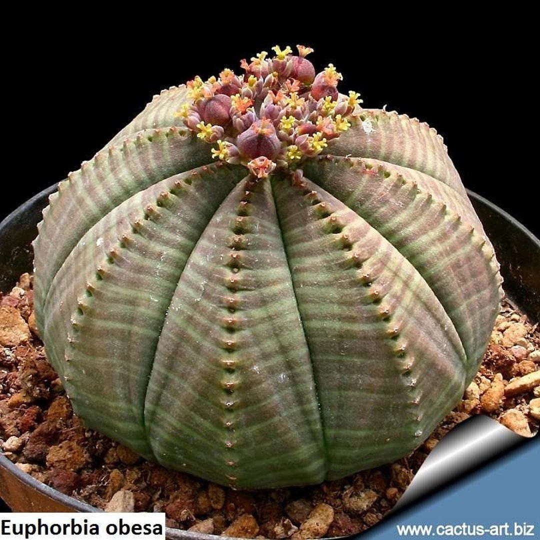 BE@RBRICK Euphorbia obesa 100％ &amp; 400％ MEDICOM TOY BE@RBRICK Euphorbia obesa 100％ & 400％ BOTANIZE