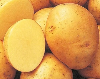 ビンテージ　作家　unknown golden potato object il_340x270.5623972866_hgqf.jpg