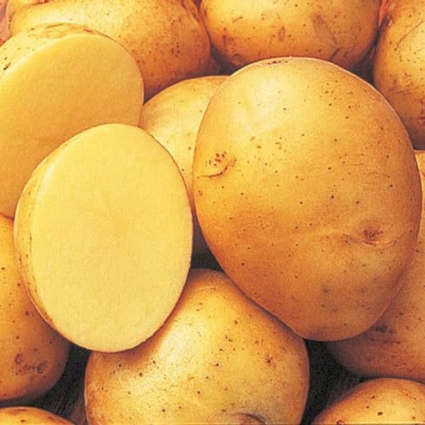 Premium Yukon Gold Potato Seeds Certified Organic High Yield Ideal for Home Gardening for Home Gardening