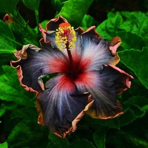 Midnight Black Madagascar Hibiscus Moscheutos Mallow Seeds - Exotic Blooms for Your Garden | US Seeds Bank