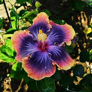 Purple and Orange Madagascar Hibiscus Moscheutos Mallow Seeds Vibrant Duo for Your Garden US Seeds Bank image 1