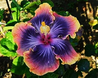 Purple and Orange Madagascar Hibiscus Moscheutos Mallow Seeds - Vibrant Duo for Your Garden | US Seeds Bank