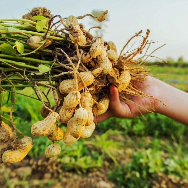 Graines de cacahuètes rouges valenciennes rouges ukrainiennes bio - Cultivez vos propres cacahuètes 50+