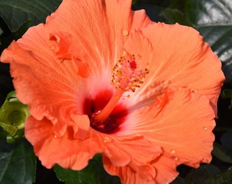 Orange Large Petal Hibiscus Moscheutos Mallow Seeds - Bold Blooms for Your Vibrant Garden | US Seeds Bank