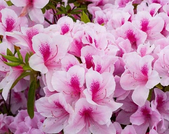 Pink and White Rhododendron Azalea Bonsai - Harmony in Miniature Form | US Seeds Bank