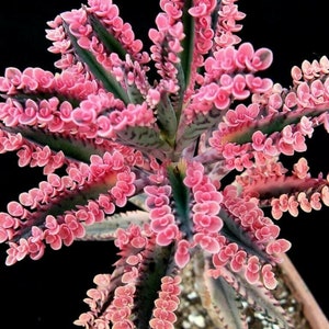 Pink Butterfly Kalanchoe Succulent - Delicate Beauty from US Seeds Bank