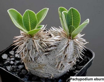 Pachypodium Eburneum Seeds: Cultivate Your Own Rare Madagascar Palm