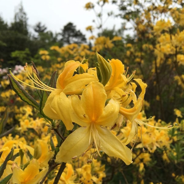 Rhododendron jaune Azalée Bonsaï - Soleil miniature rayonnant | Banque de semences américaine