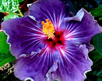 Purple Madagascar Hibiscus Moscheutos Mallow Seeds - Enchanting Garden Elegance | US Seeds Bank