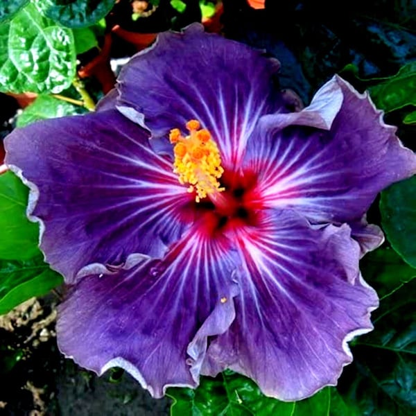 Purple Madagascar Hibiscus Moscheutos Mallow Seeds - Enchanting Garden Elegance | US Seeds Bank