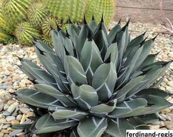 Agave Ferdinand-Regis Seeds: Grow Your Own Majestic King of the Agaves Succulents