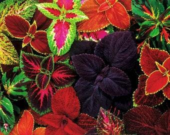 Mixed Color Coleus Seeds: Embrace a Kaleidoscope of Vibrant Foliage in Your Garden