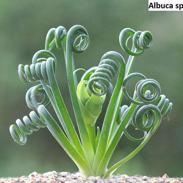 Albuca Spiralis Succulent Seeds: Grow Your Own Spiral Albuca