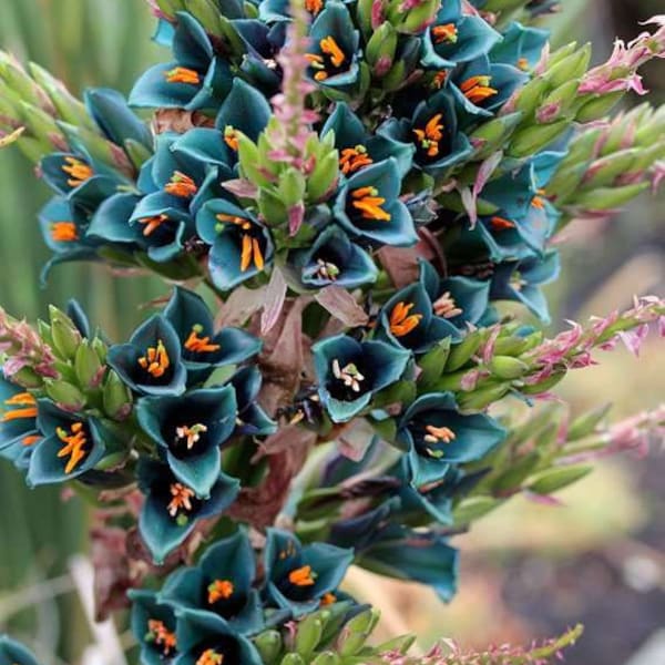 Puya Alpestris (Sapphire Tower) Succulent Seeds: Grow Your Own Spectacular Botanical Marvel