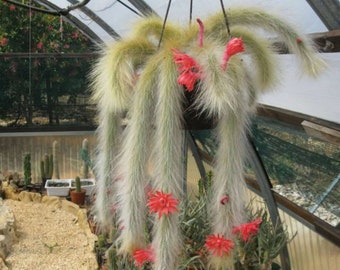 Hildewintera Colademononis Succulent Seeds: Grow Your Own Unique Cleistocactus Winteri Subspecies