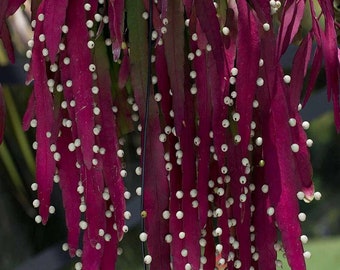 Pseudorhipsalis Ramulosa Seeds: Grow Your Own Stunning Red Rhipsalis Succulents