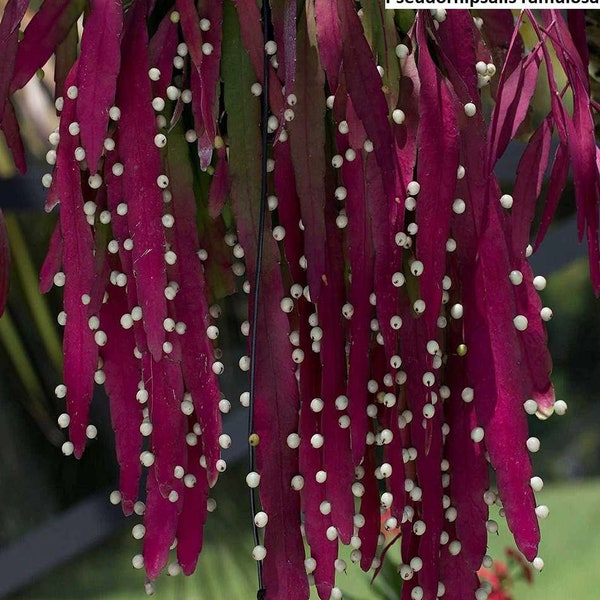 Pseudorhipsalis Ramulosa Seeds: Grow Your Own Stunning Red Rhipsalis Succulents