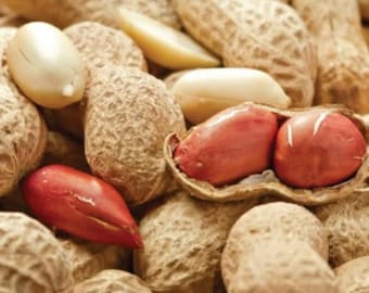 Jumbo Alabama Peanut Seeds - Variété patrimoniale de qualité supérieure pour des récoltes abondantes à la maison