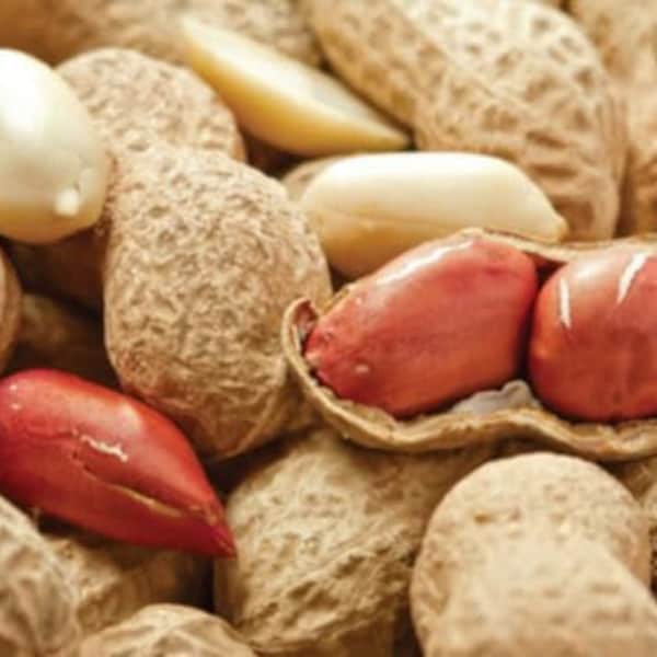 Jumbo Alabama Peanut Seeds - Variété patrimoniale de qualité supérieure pour des récoltes abondantes à la maison