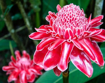 Exotic and Fragrant Ginger Flower Seeds - Add a Touch of Tropical Elegance to Your Garden