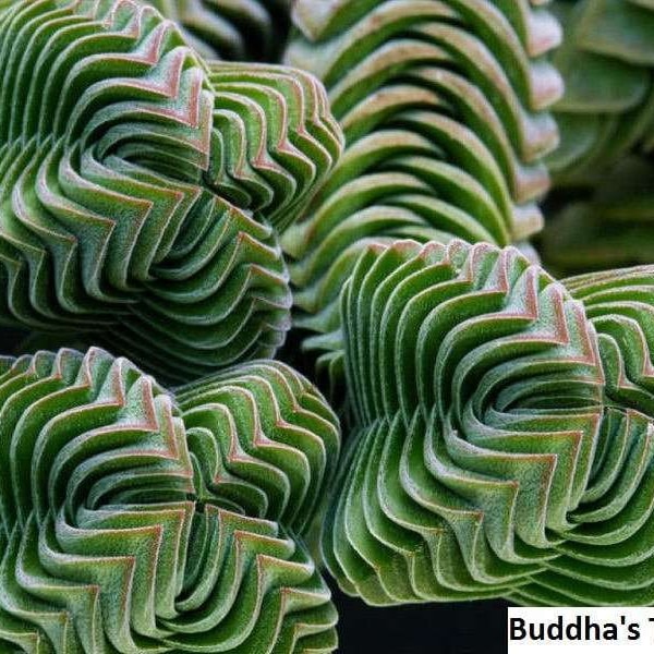 Buddha's Temple Seeds: Cultivate Your Own Crassula Columnaris Oasis