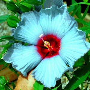 Deep Blue Madagascar Hibiscus Moscheutos Mallow Seeds - Tranquil Elegance for Your Garden | US Seeds Bank