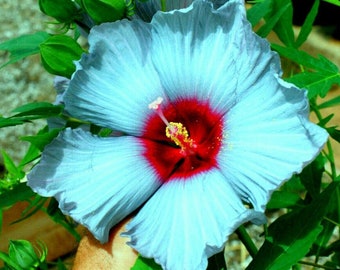 Deep Blue Madagascar Hibiscus Moscheutos Mallow Seeds - Tranquil Elegance for Your Garden | US Seeds Bank