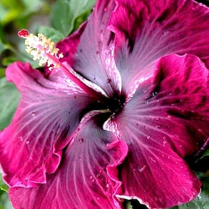 Red Dragon Madagascar Hibiscus Moscheutos Mallow Seeds - Majestic Beauty for Your Garden | US Seeds Bank