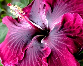 Red Dragon Madagascar Hibiscus Moscheutos Mallow Seeds - Majestic Beauty for Your Garden | US Seeds Bank