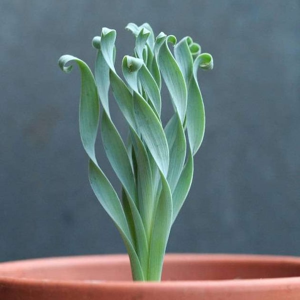 Albuca Concordiana Seeds: Grow Your Own Rare Spiral Albuca Succulents