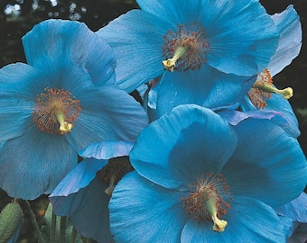 Semi di fiori di papavero blu dell'Himalaya - Eschscholzia caespitosa - Splendide fioriture per il tuo giardino / Banca dei semi degli Stati Uniti