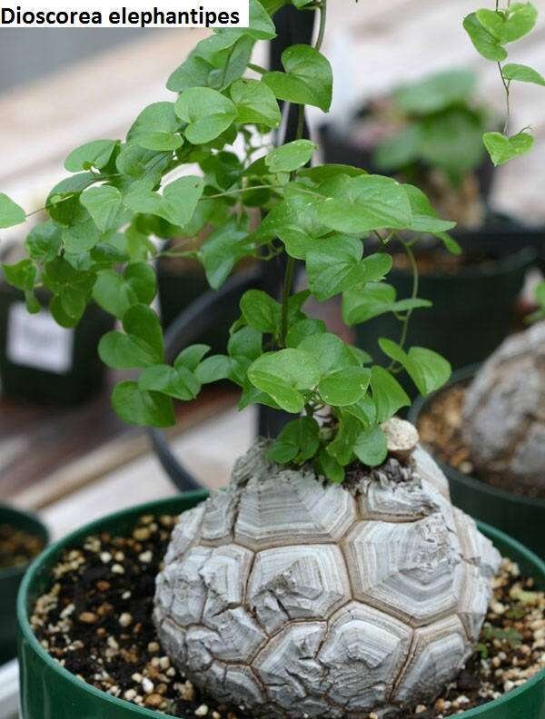 OZWRT Spirit of Dioscorea elephantipes 【公式通販】