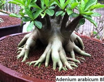 Adenium Arabicum 'Black Giant' Seeds: Grow Your Own Exotic Desert Rose Succulents