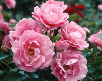 Regal Radiance - Queen Elizabeth Pink Rose Seeds - Grace Your Garden with Elegance!