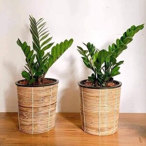 May include: Two ZZ plants in woven rattan planters. The plants have vibrant green leaves and are potted in round, light brown planters with a dark rim. The planters are placed on a wooden surface against a white wall.