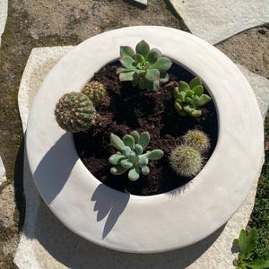 Pode incluir: Um vaso de cerâmica branco com uma borda larga, cheio de terra e uma variedade de suculentas, incluindo um cacto e uma suculenta verde com bordas vermelhas.